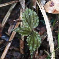 Malaxis discolor (Lindl.) Kuntze